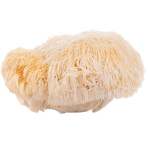 Lion's mane mushroom with shaggy, white cascading spines in close-up view.