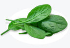 Fresh green spinach leaves on a white background.